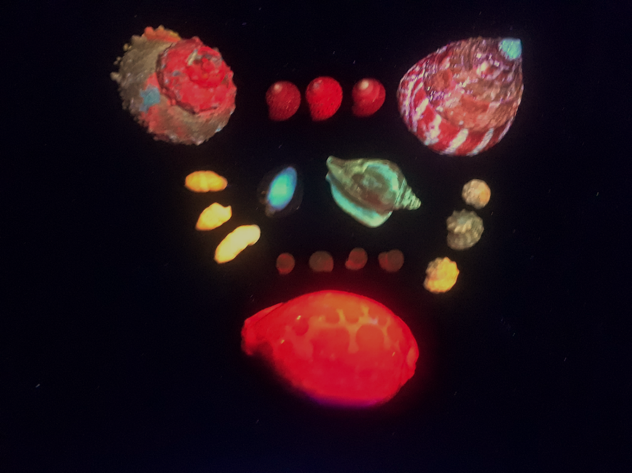 A picture containing seashells that fluoresce in LW Ultraviolet light (UV)
UV is also known as Blacklight.

