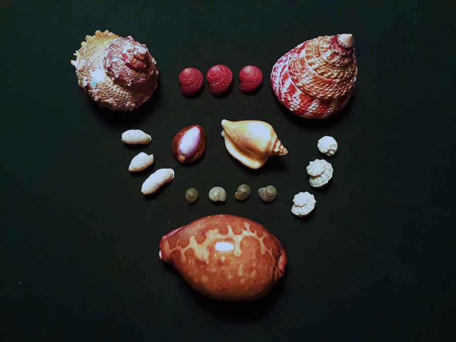 A picture containing seashells

Description automatically generated
