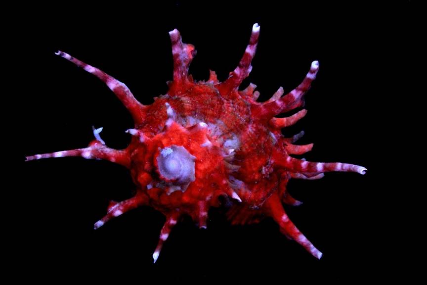 A rare Angaria vicdani collector shell with a bright red fluorescent response to LW UV.