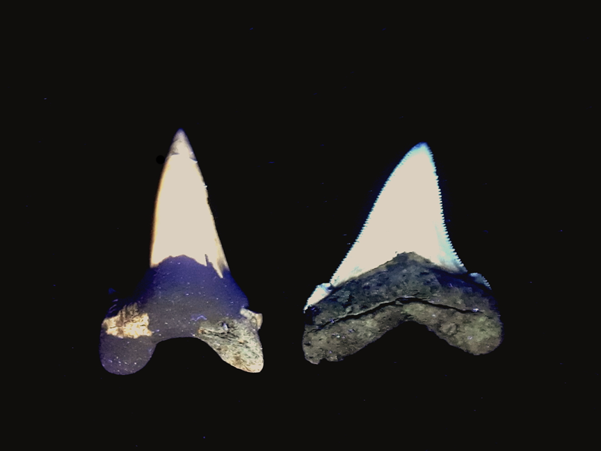 Fossil Shark Teeth with a fluorescent response to LW Ultraviolet

Description automatically generated with low confidence