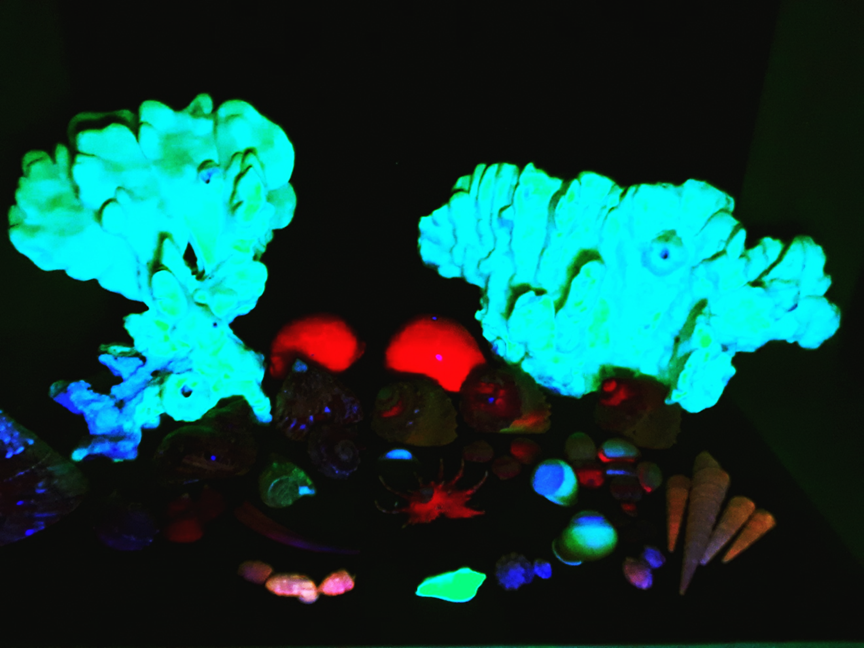 Fluorescent Fire coral and seashells in LW UV light