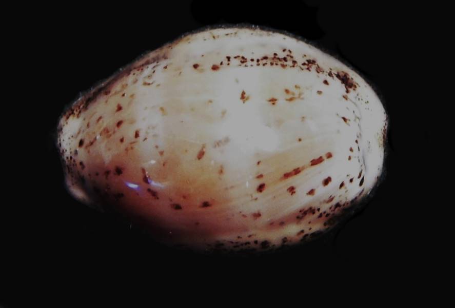 Cypraea cinerea, Pompano Beach, FL in normal light