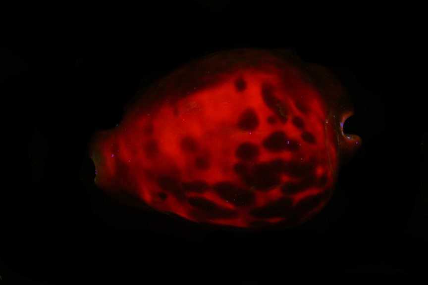 Cypraea Zolla Venusta Sorrentansis Cowrie from Australia in LW UV