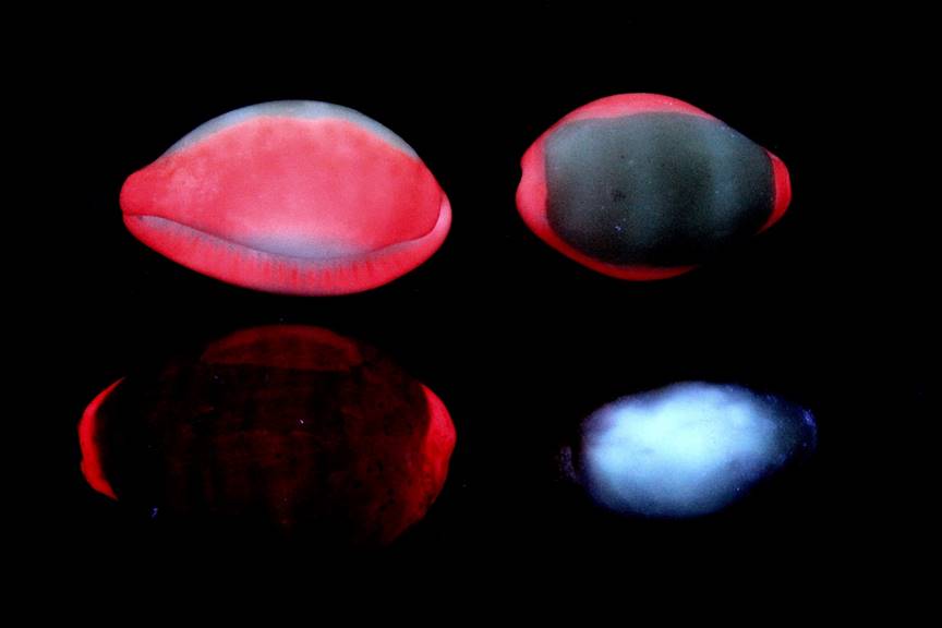 Assortment of small Cowries in LW UV