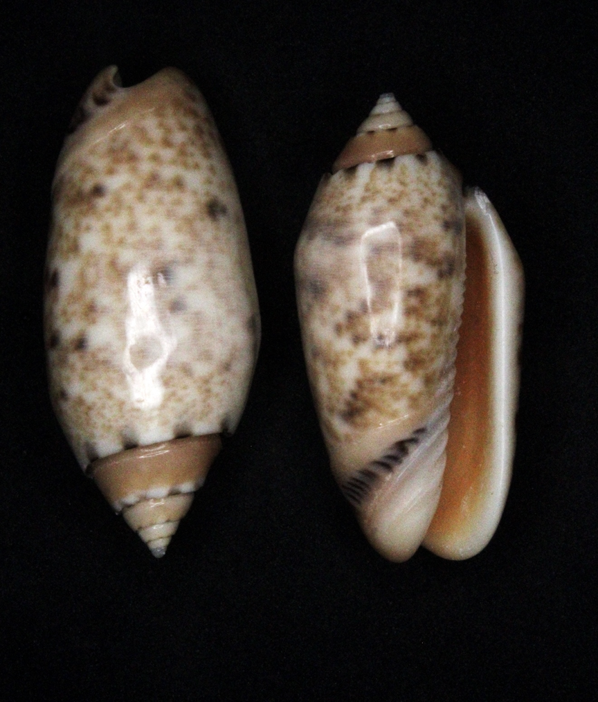 A picture containing invertebrate, mollusk, cowrie, conch

Description automatically generated