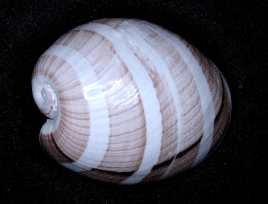 A close-up of a seashell

Description automatically generated with medium confidence