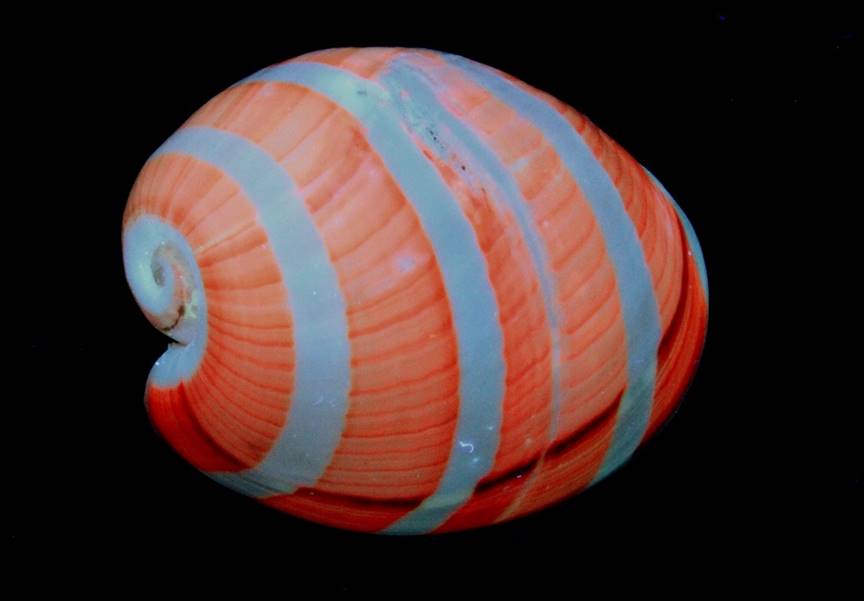 Shell in LW UV