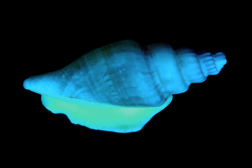 White Stombus Epedromis Shell in LW UV


