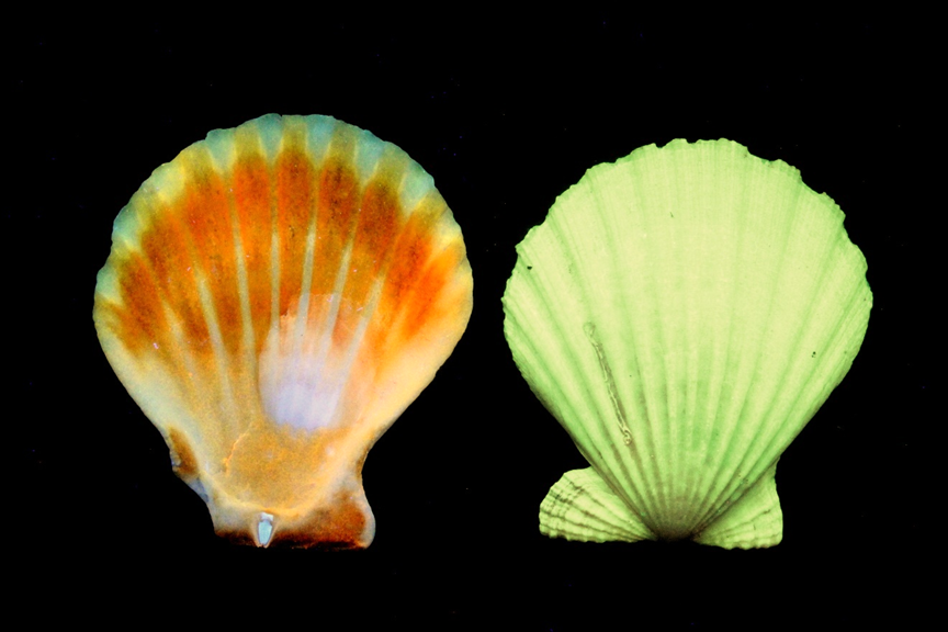A picture containing mollusk, invertebrate

Description automatically generated