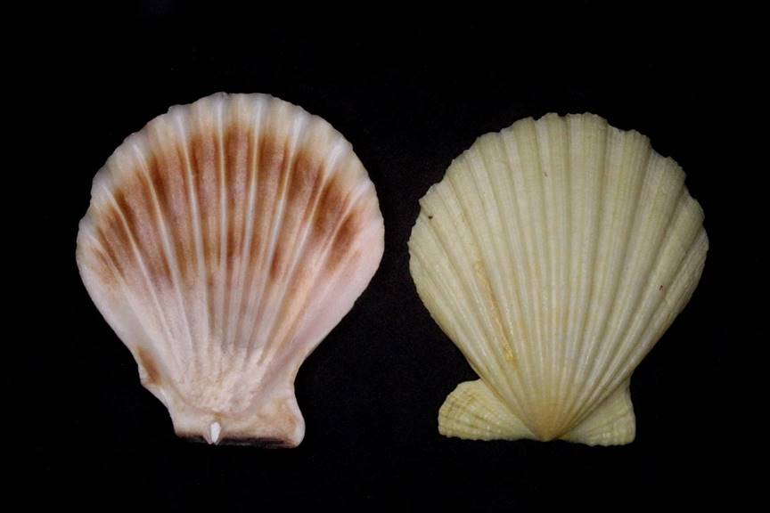 A picture containing mollusk, invertebrate, scallop, dark

Description automatically generated