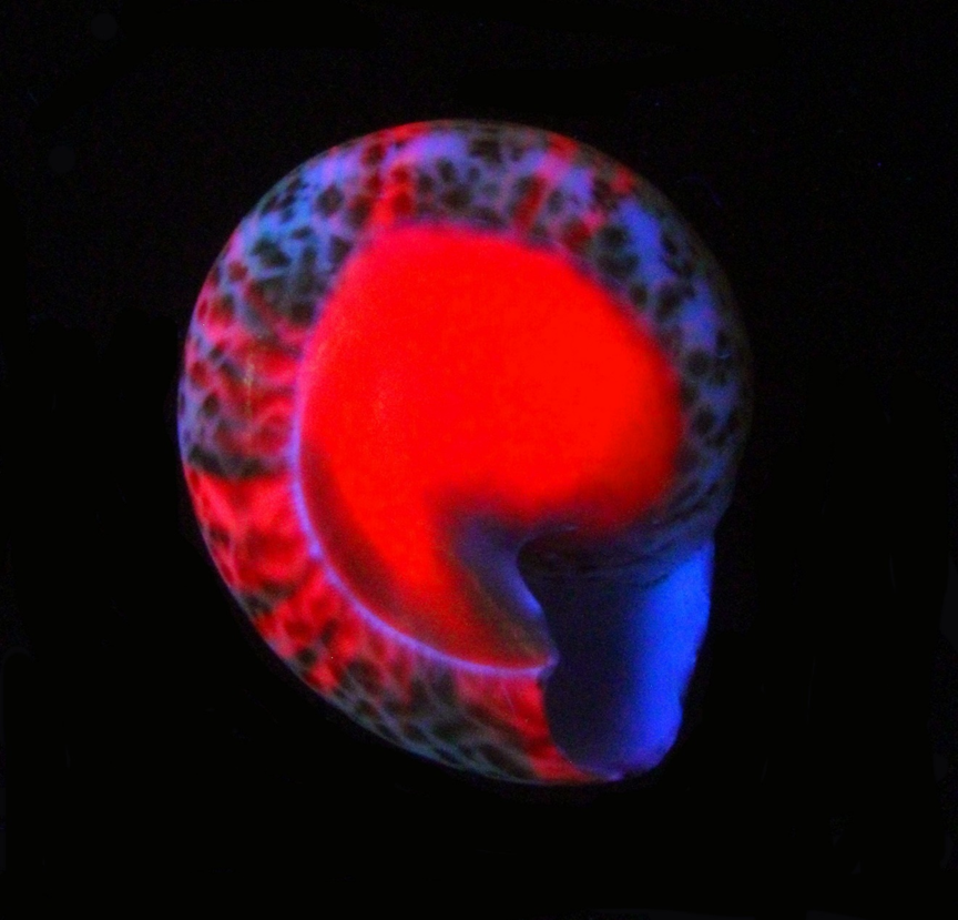 Umbonium shell from Asia in LW UV with red fluorescence