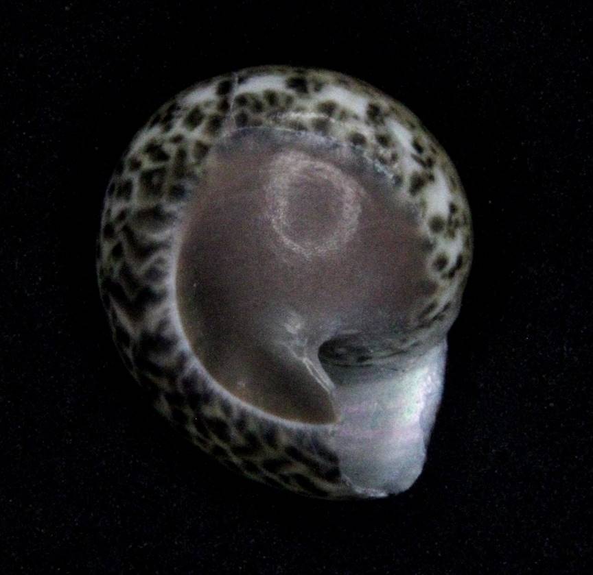 Umbonium shell from Asia
