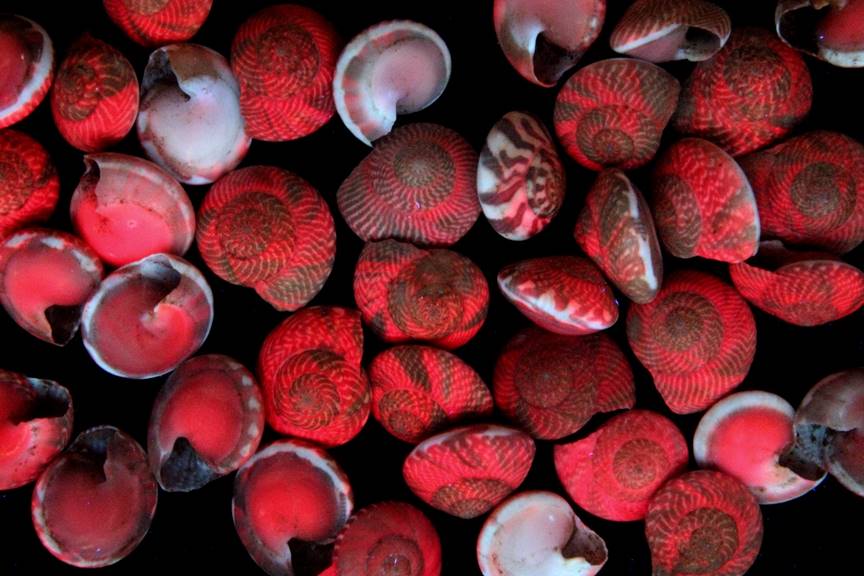 Umbonium shells from Asia in LW UV with red fluorescence
