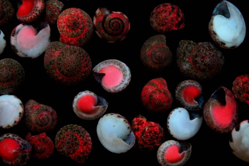 Umbonium shells from Asia in LW UV with red fluorescence