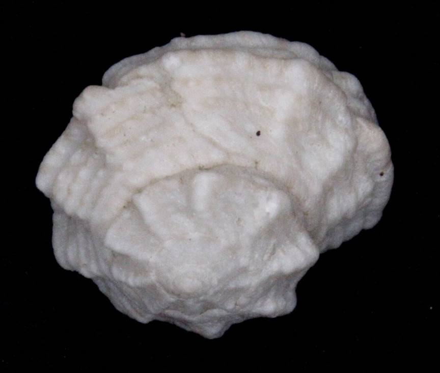 A white rock with a dark background

Description automatically generated with low confidence