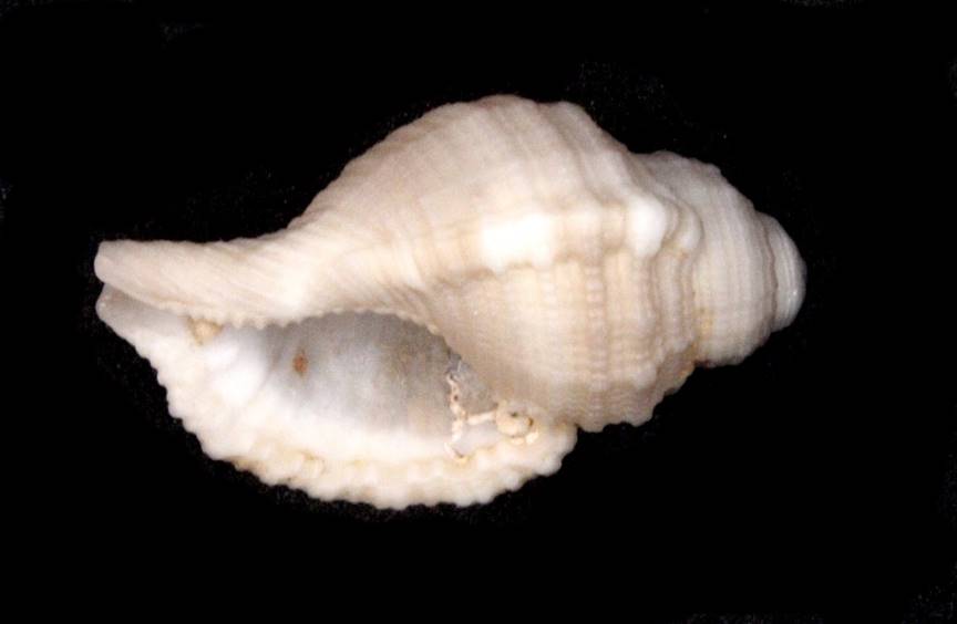 A picture containing invertebrate, mollusk, sea snail

Description automatically generated