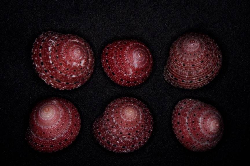 Strawberry Top shells in normal light
