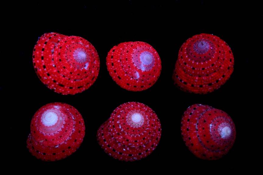 Strawberry Top Shells in LW UV
