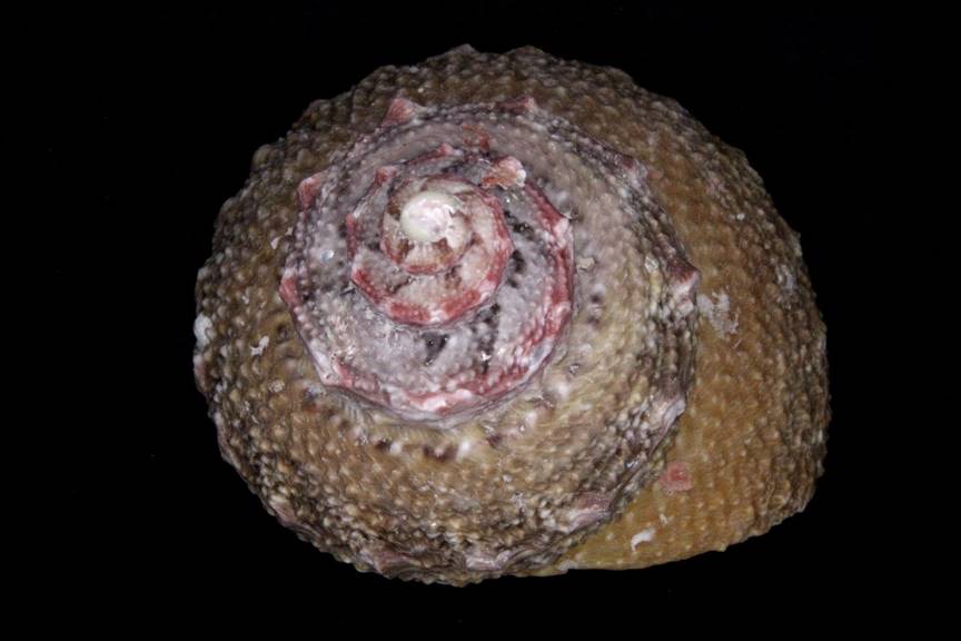 Bolma Turban Shell in normal light


