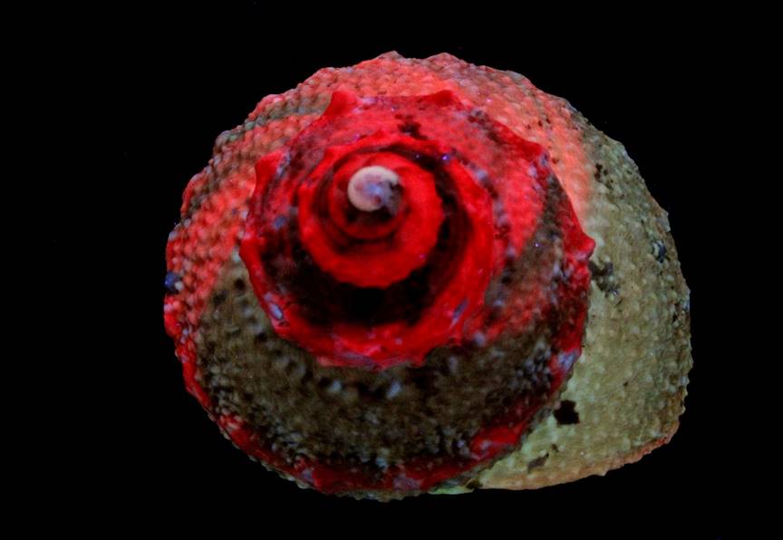 Bolma Turban Shell in LW UV
