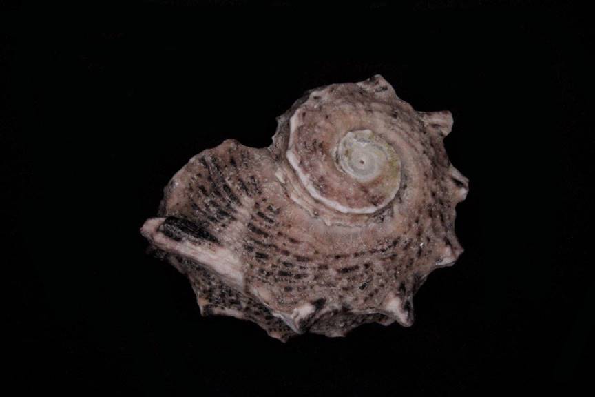 Shell in normal light
