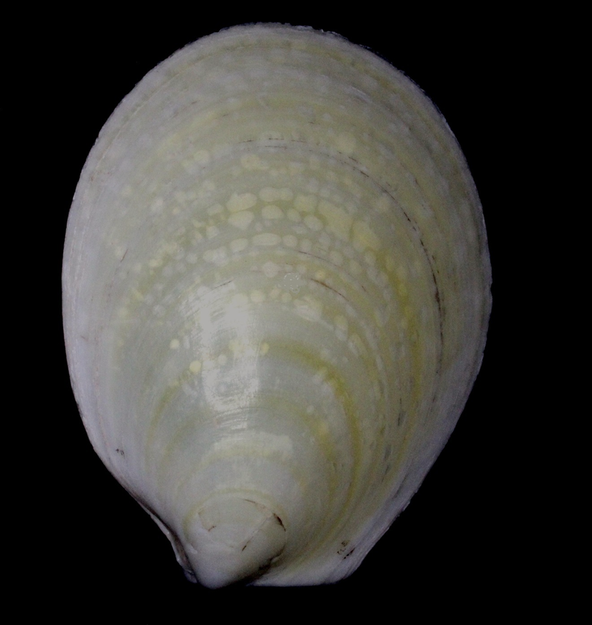 Lima Dalli clam in normal light
