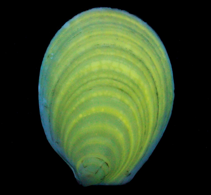 Lima Dalli clam in LW UV
