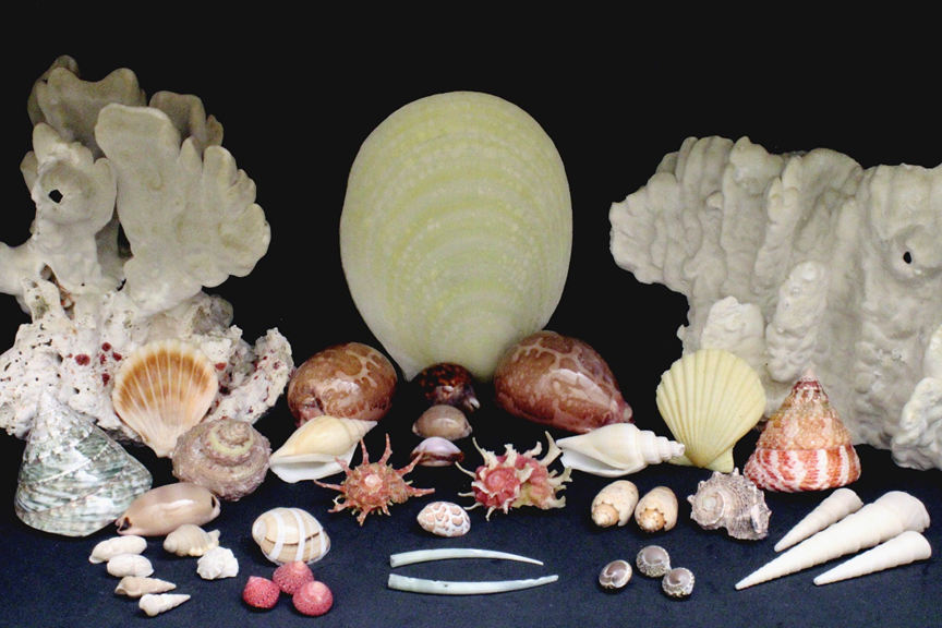 A picture containing indoor, mollusk

Description automatically generated