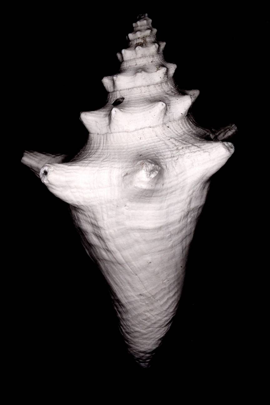 Weathered Conch shell in normal light