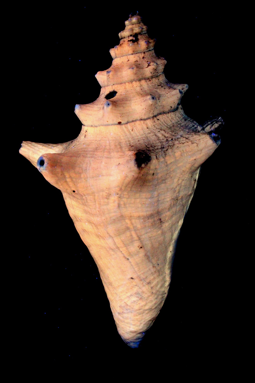 Weathered Conch shell in LW UV
