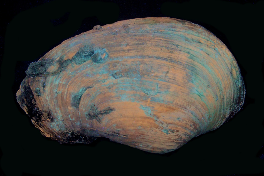 Large Fossil Clam in LW UV