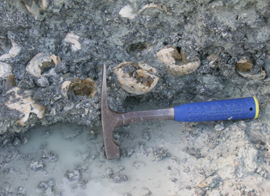 Fossil clam deposit in Florida