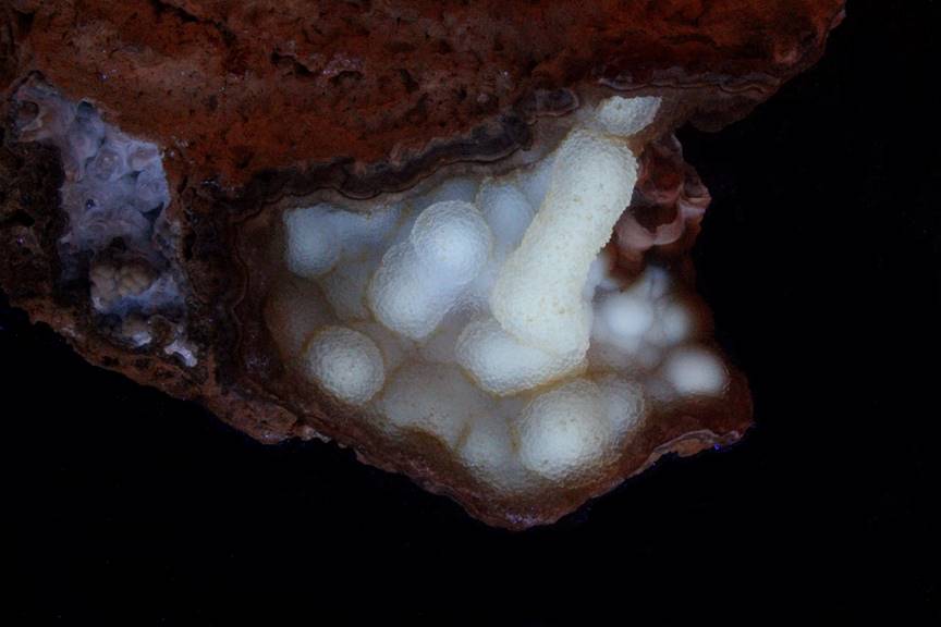 Agatized Coral in LW UV